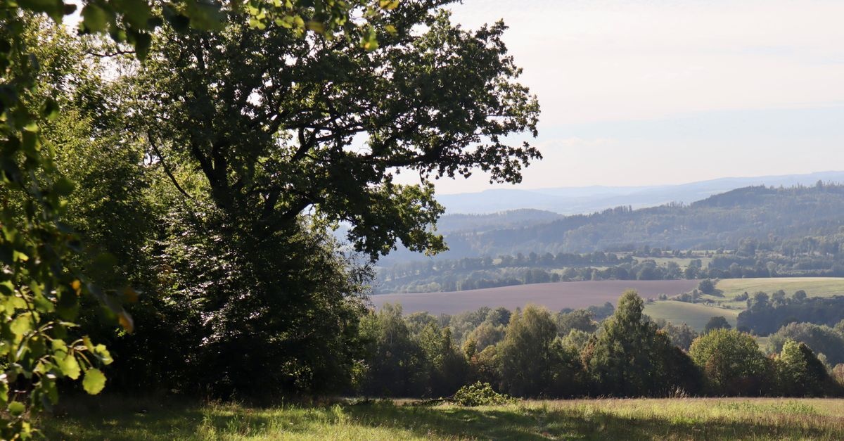 Spokojne przerwy z naturą: odgłosy, które wyciszają i pomagają złapać oddech